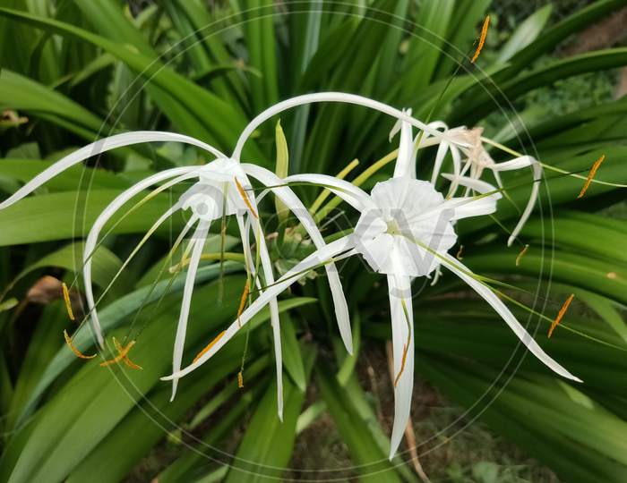 Beach spider lily flower