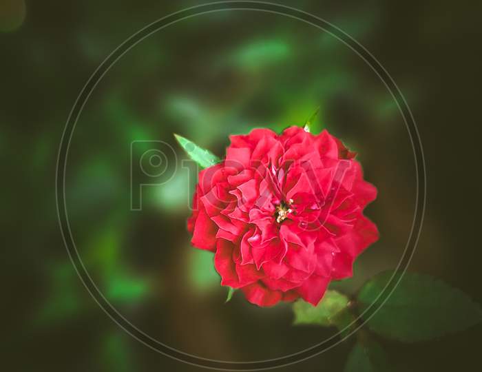 Red Flower, red Rose