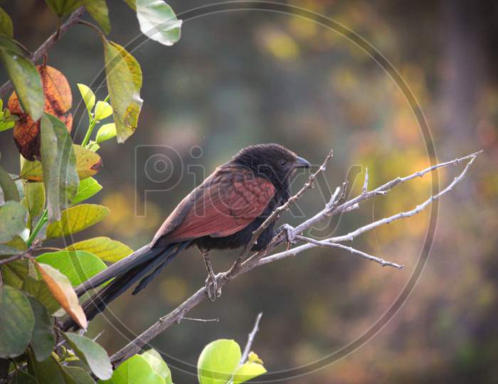Bird Sitting On Branch