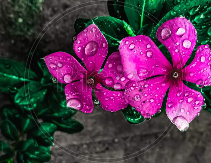 Water drops in pink flowers blur