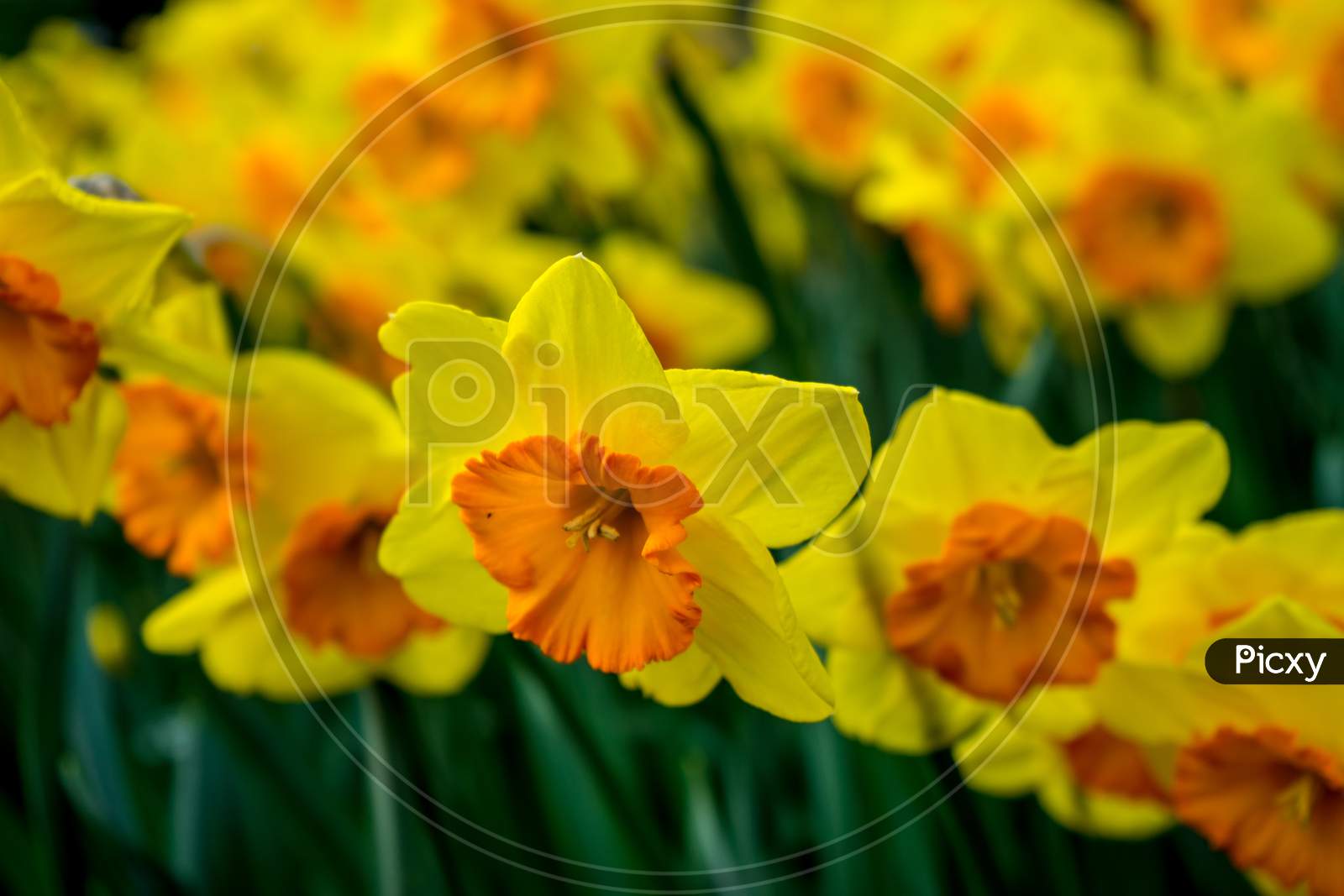 Yellow Coloured Daffodil With Blurred Background  In Lisse, Keukenhoff,  Netherlands, Europe