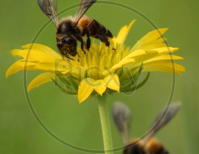 The honey bees