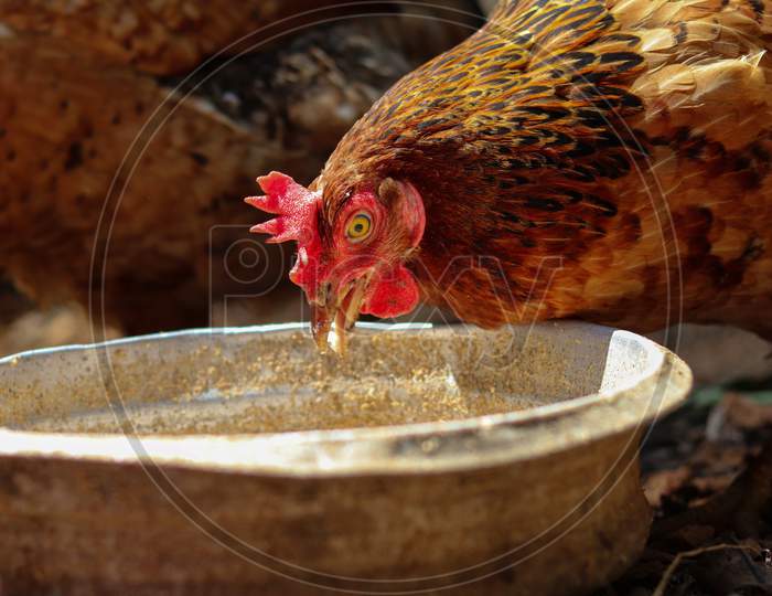 Brown chicken feeding. Domesticated hen in rural area