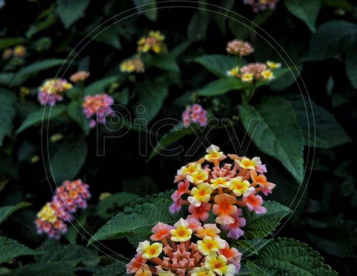 Colourful flowers, plant photography