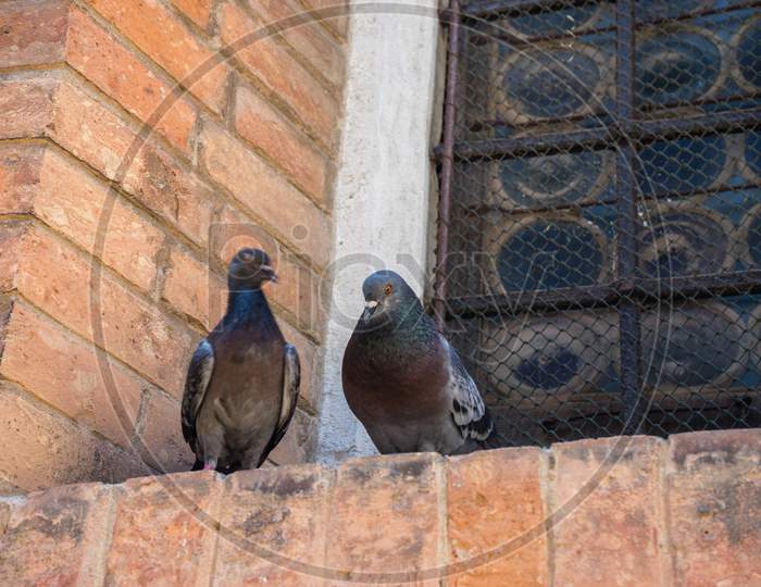 Italy, Venice, A Pigeon Sitting On The Side Of A Brick Building
