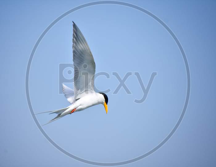 River tern bird flying in sky looking down
