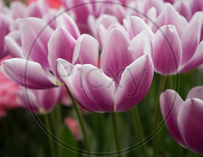 Pink And Rose Colored Tulip Flowers In A Garden In Lisse, Netherlands, Europe