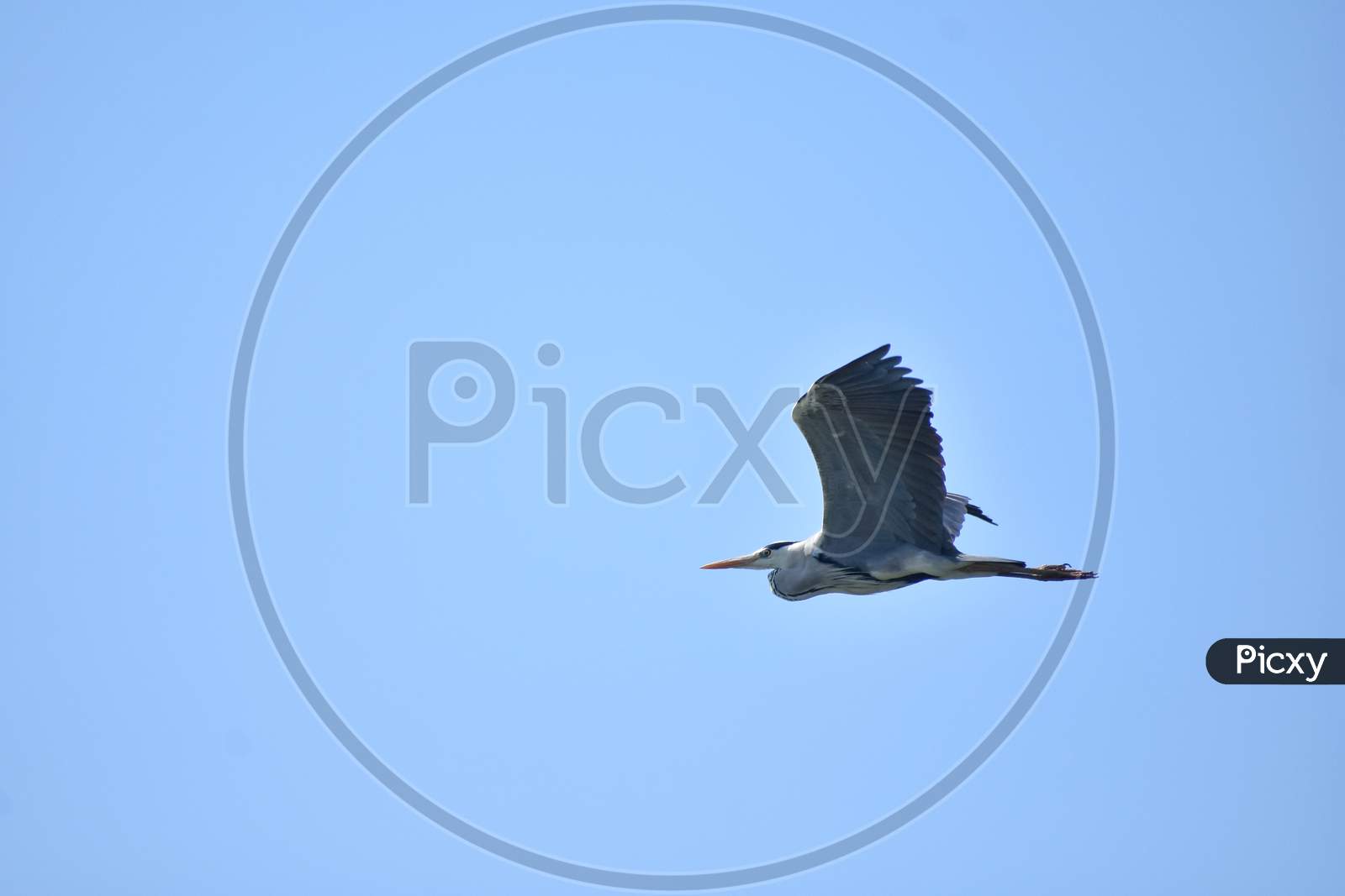 Grey heron bird in flight