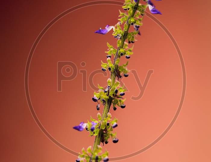 Flower photography. Single flower In Frame Of Camera