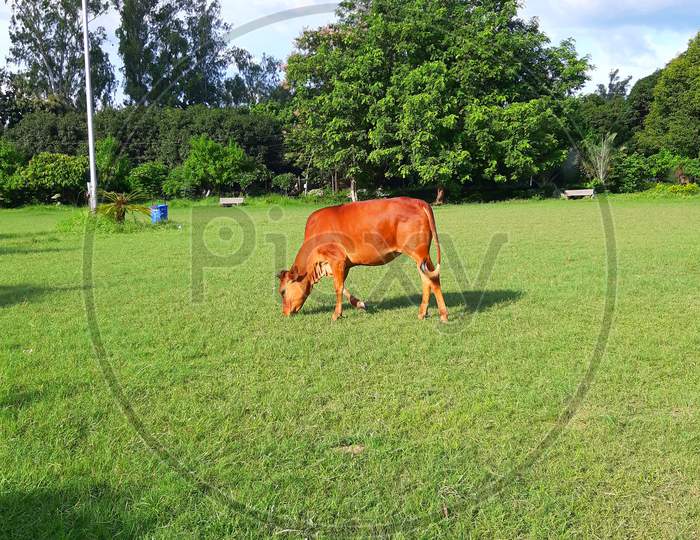 Single Cow grazing green field