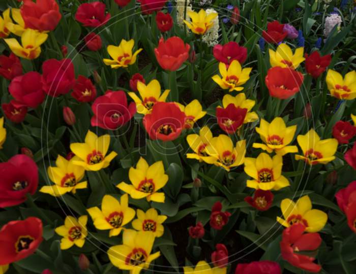 Netherlands,Lisse, A Red And Yellow Flower