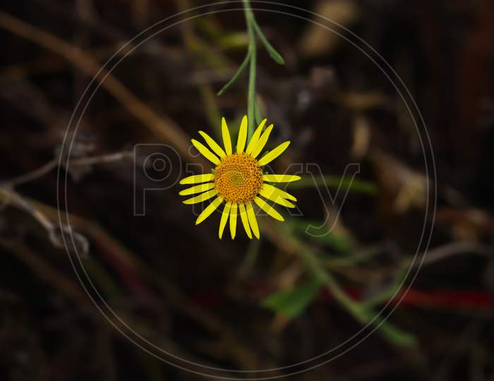 Yellow flowers of sunflower aster family