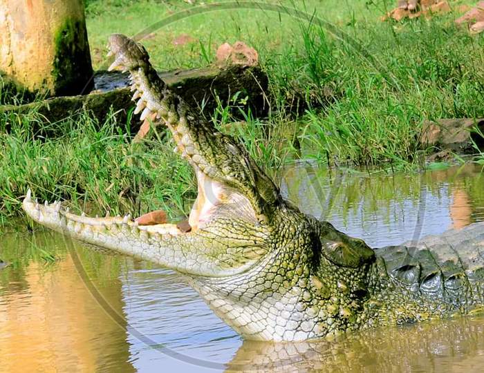 Crocodile,Crocodile photo , Danger Crocodile