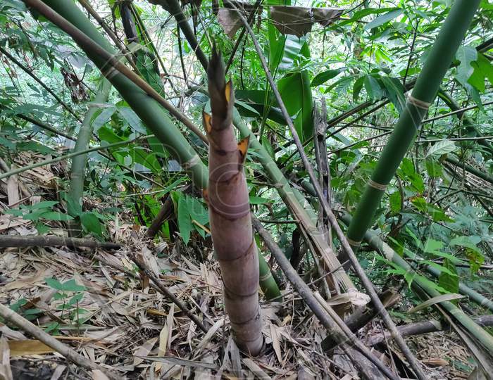 Baby bamboo plant growing photo from Arunachal Pradesh, North East India