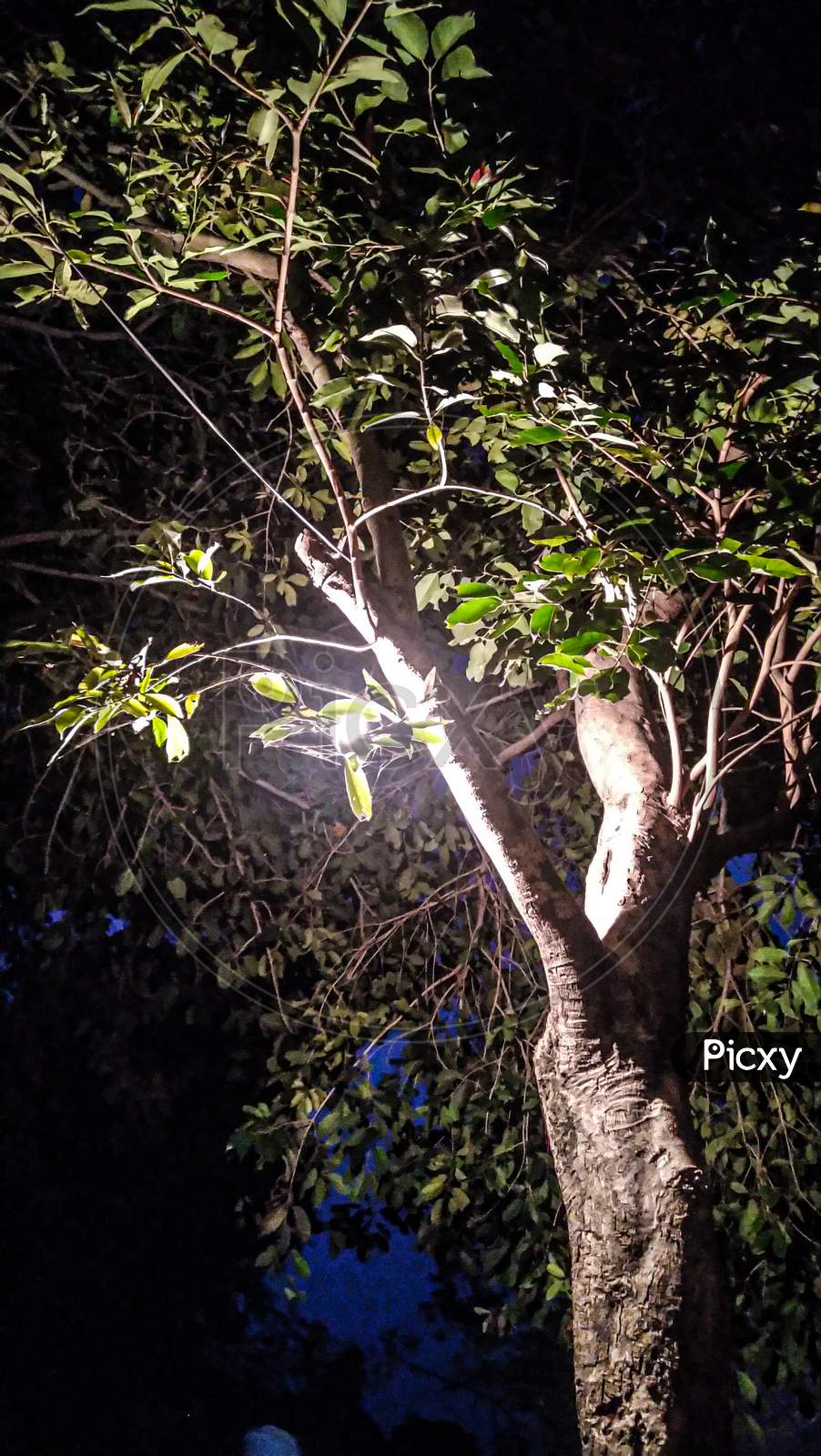 Tree in night