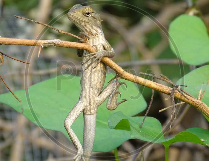 oriental garden lizard hanging in a branch