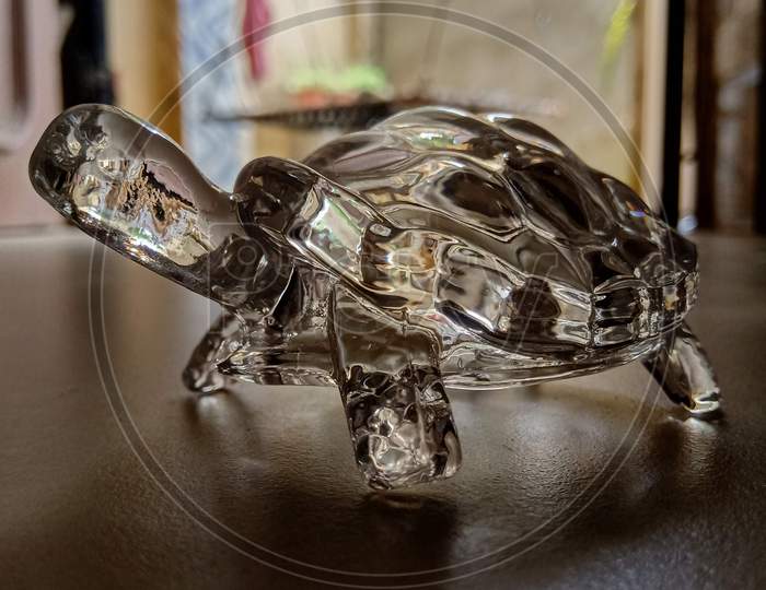 The Glass Turtle