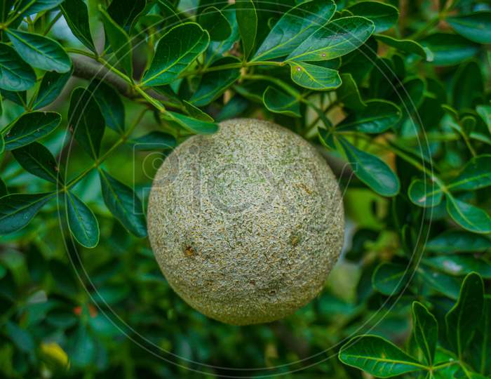 Limonia Acidissima Is The Only Species Within The Monotypic Genus Limonia. The Wood Apple (Limonia Acidissima) Is A Fruit, Which Has Other Names Like Elephant Apple.