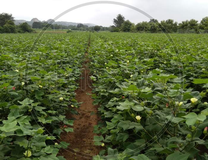 Nature organic india cotton farming, agriculture, farm india
