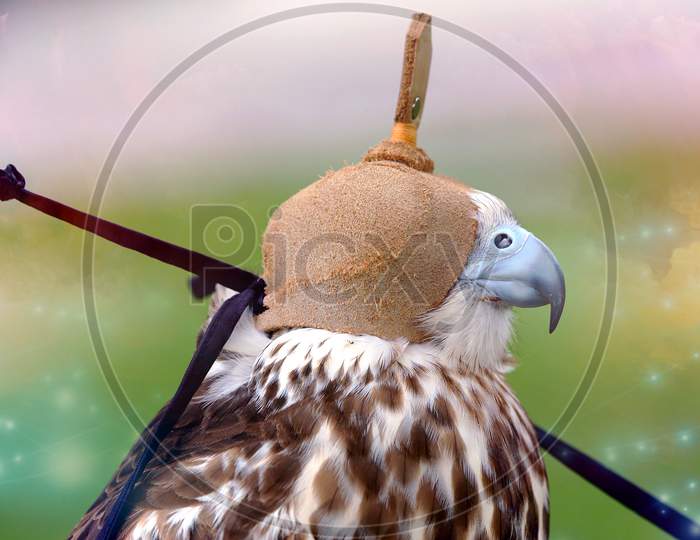 Arabian Falconry - the Sports and Lifestyle!