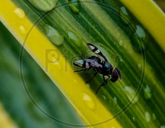 A fly seating on the leaf