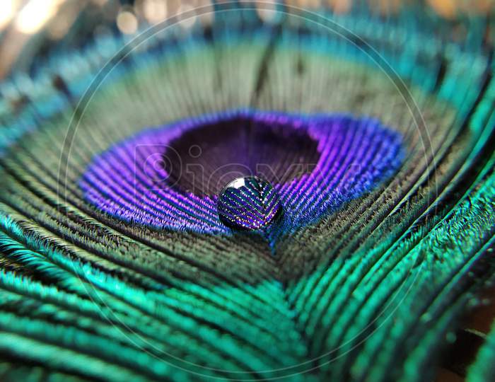 Feathers, peacock