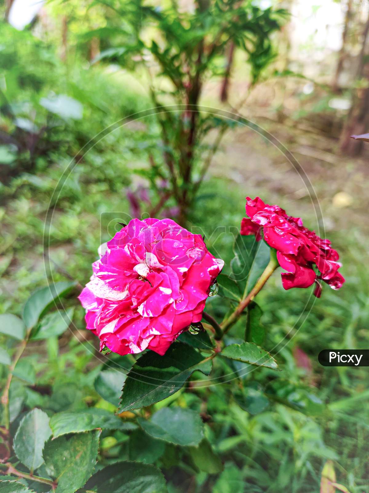 Rose pink Flowers