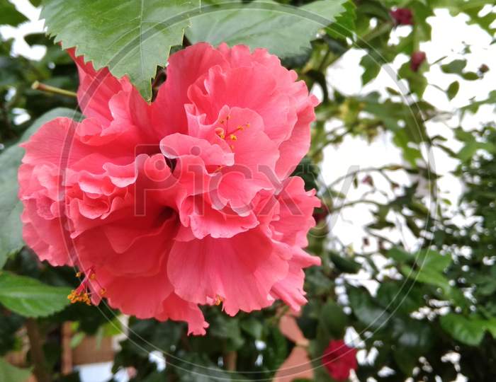 Jasud Flower In nature background Red Flower Red Jasud