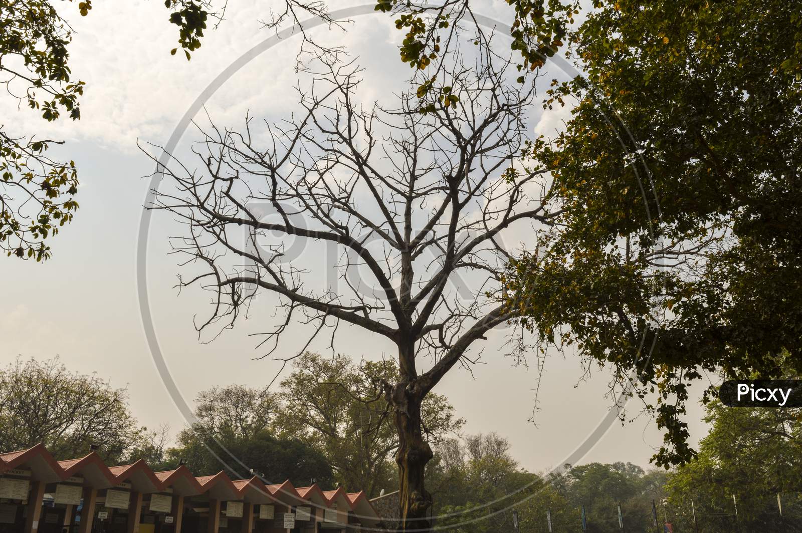 A Big Tree Which Is Located Outside Of Zoo And Old Fort With Sky.