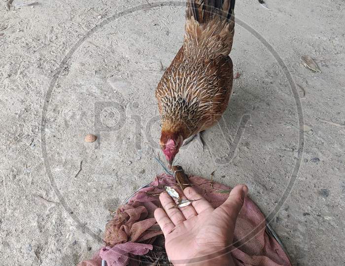 Feeding small fishes to hen by its owner photo