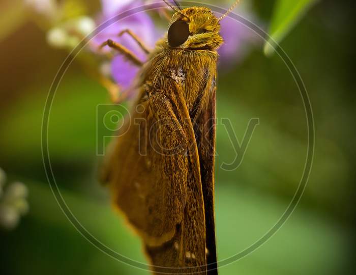Grass skipper butterfly
