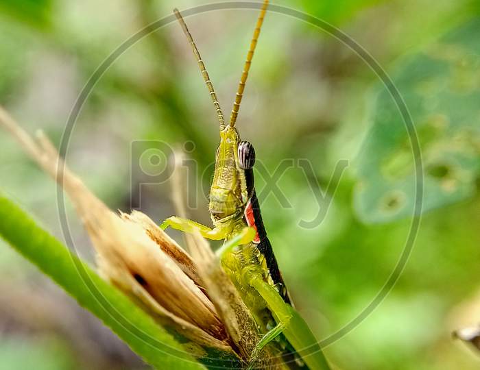 Inset Grasshopper