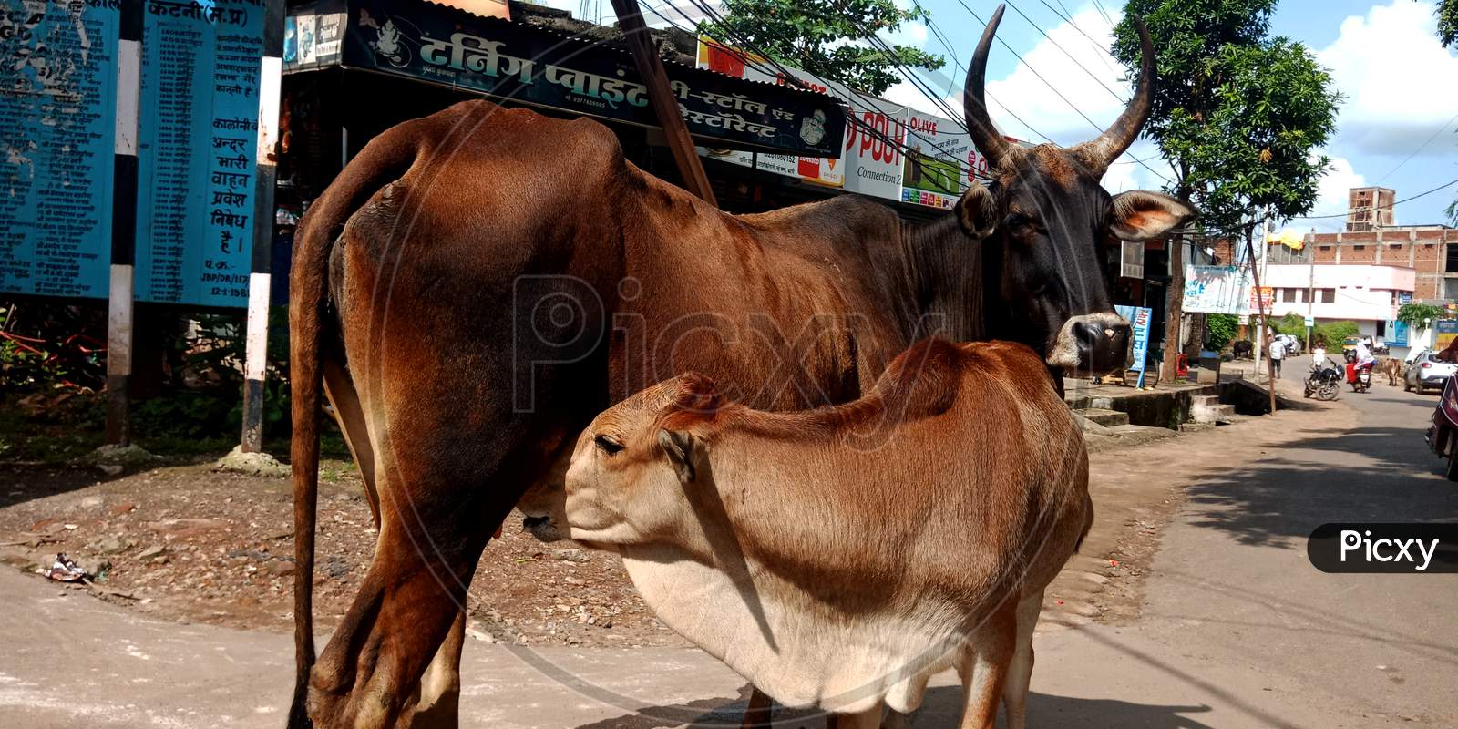 Indian Mammals Feeding On Road.