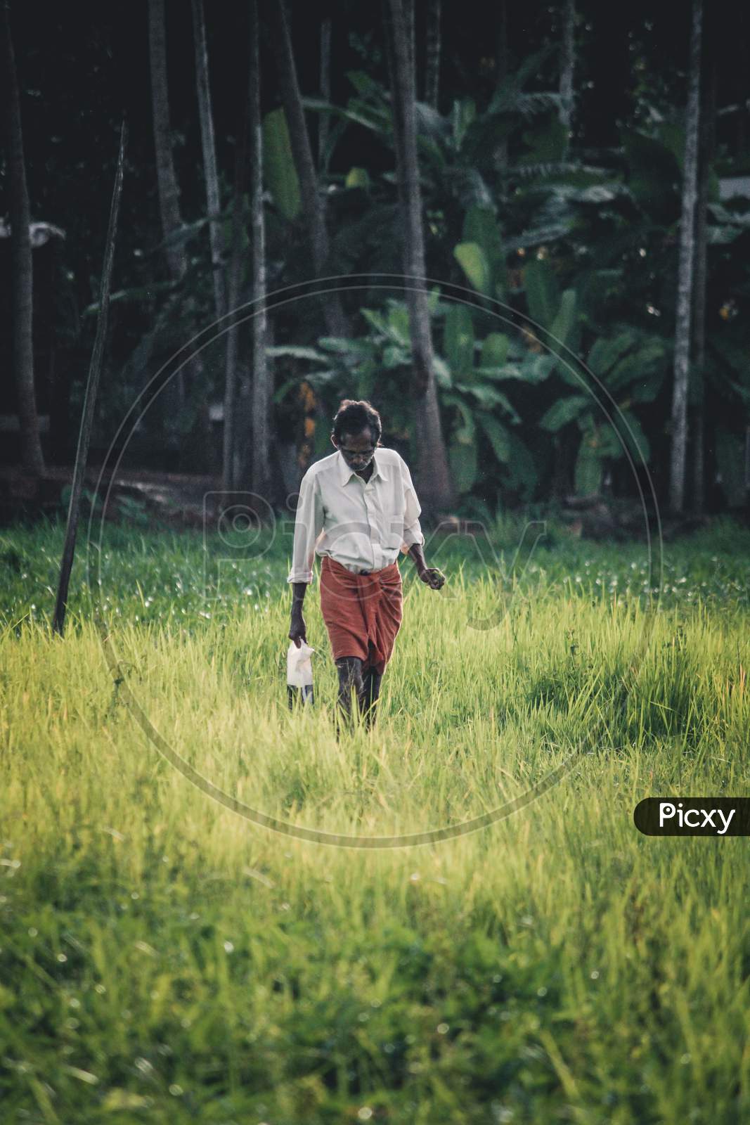 A farmer walking through a paddy field in Kerala