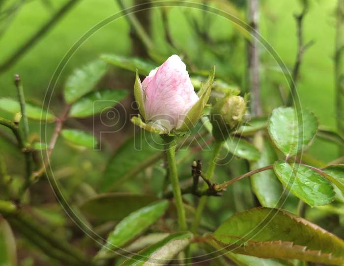 Rose bud small