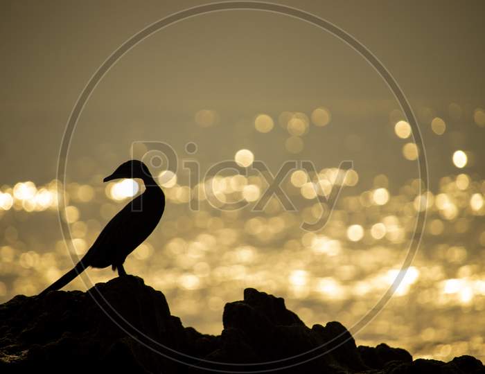 Silhouette of a cormorant