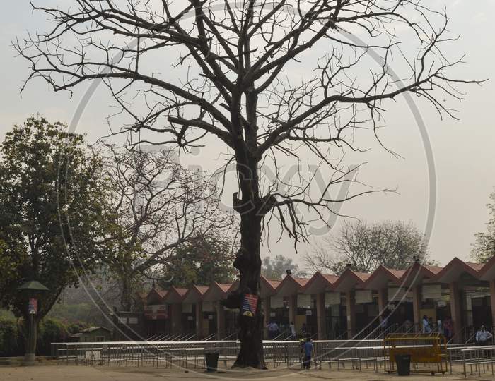 A Big Tree Which Is Located Outside Of Zoo And Old Fort With Sky.
