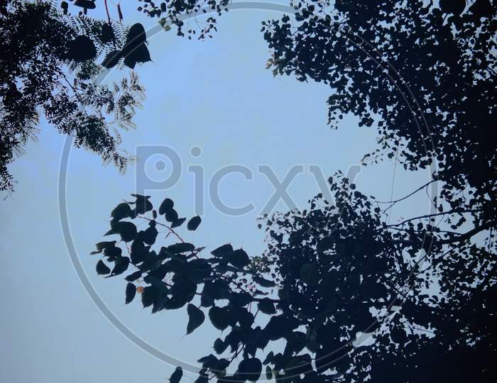 Monochrome view of tree