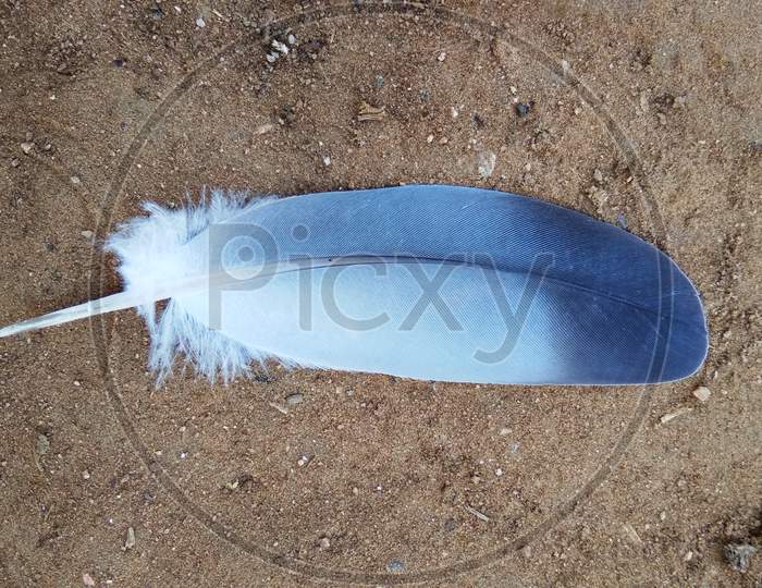 This is a bird white and black feathers in earth, farm, agriculture, nature, selective focus on objects, india