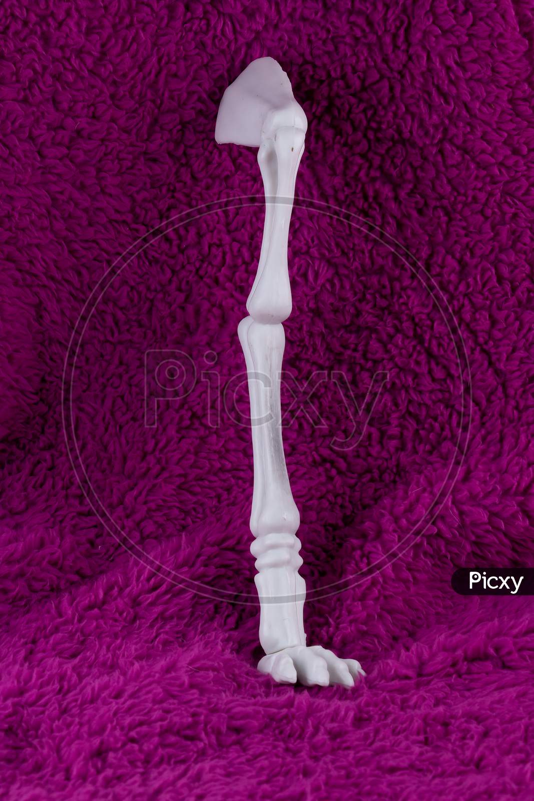Leg Bone Standing Against Purple Background. Concept For Halloween extra