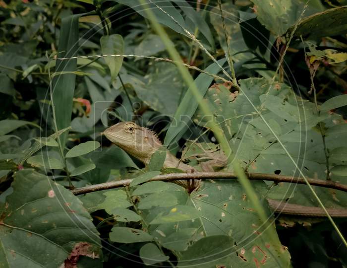 Oriental Garden Lizard in a branch