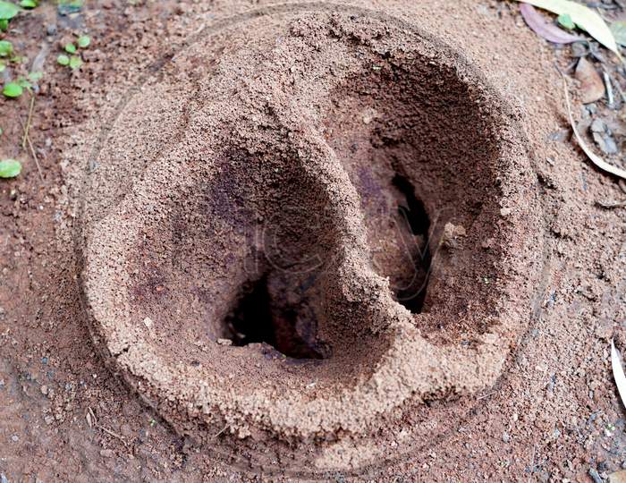 Ant Nest At The Ground