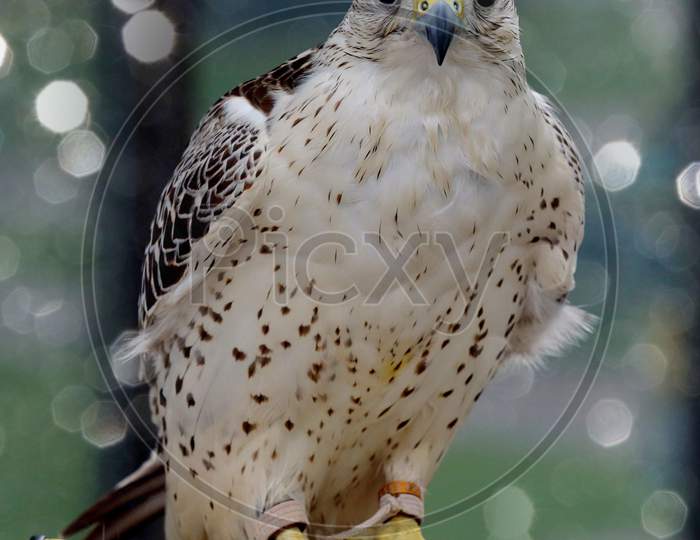 Arabian Falconry - the Sports and Lifestyle!