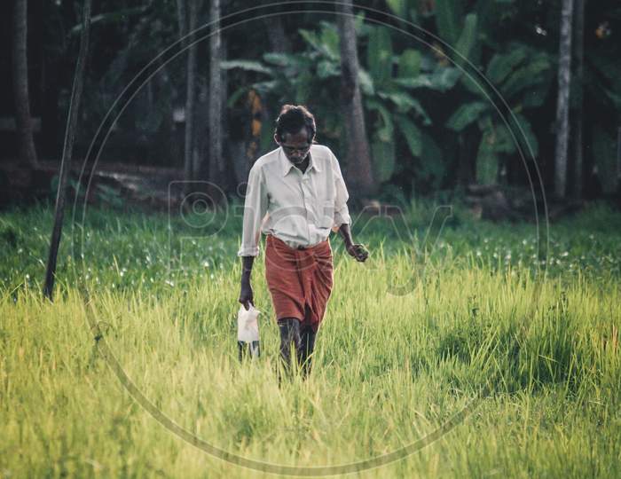 A farmer walking through a paddy field in Kerala