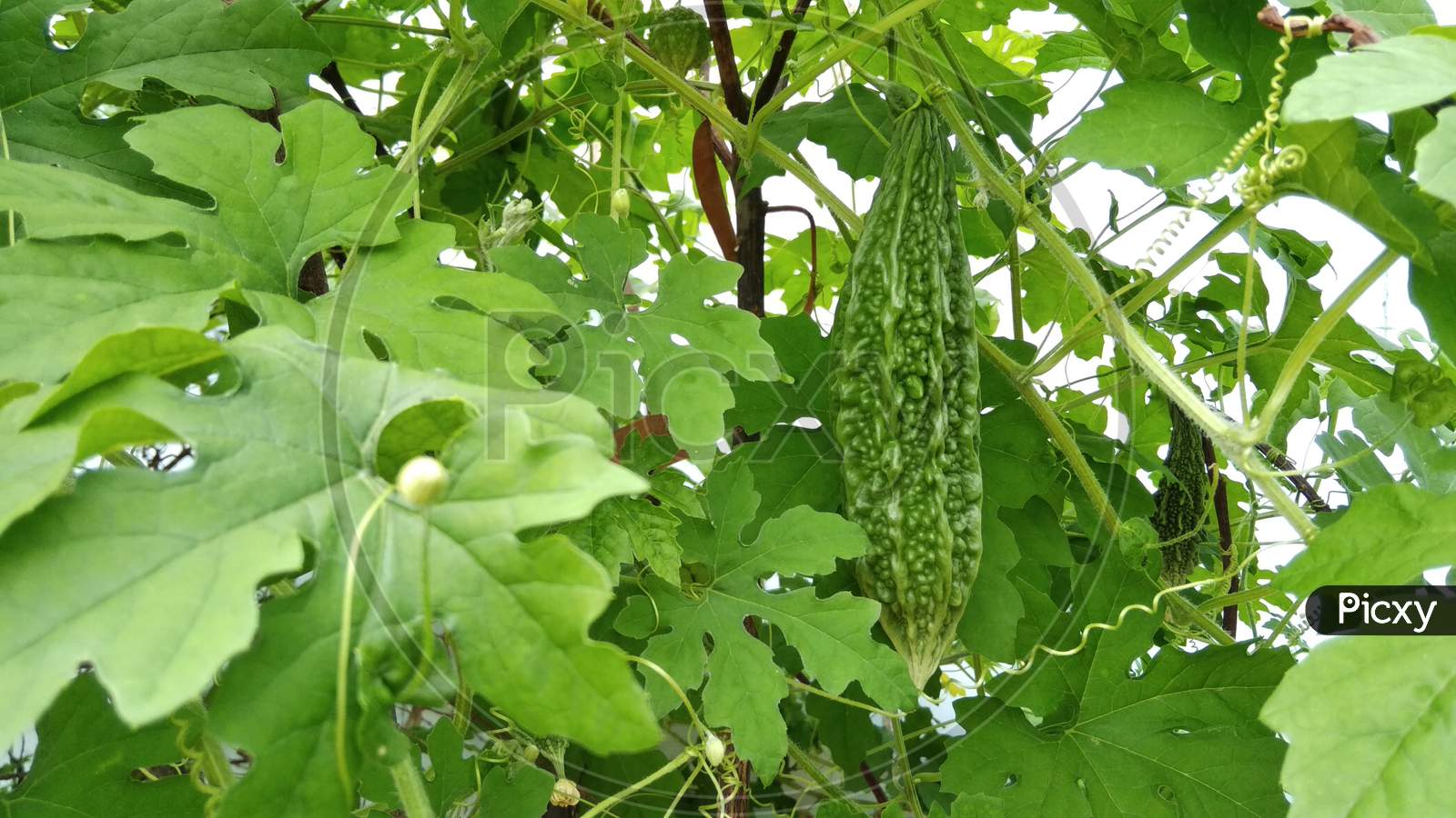 Image of wooden fence and growing bitter melon plant flower and fruits ...