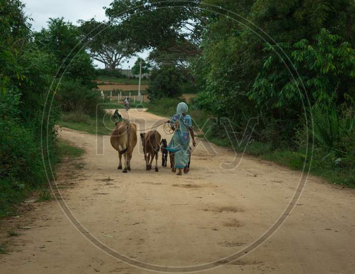A Pleasing view of a lady farmer seen leading her Cows and Goats towards the Grazing fields in a Village near Mysuru in Karnataka/India.