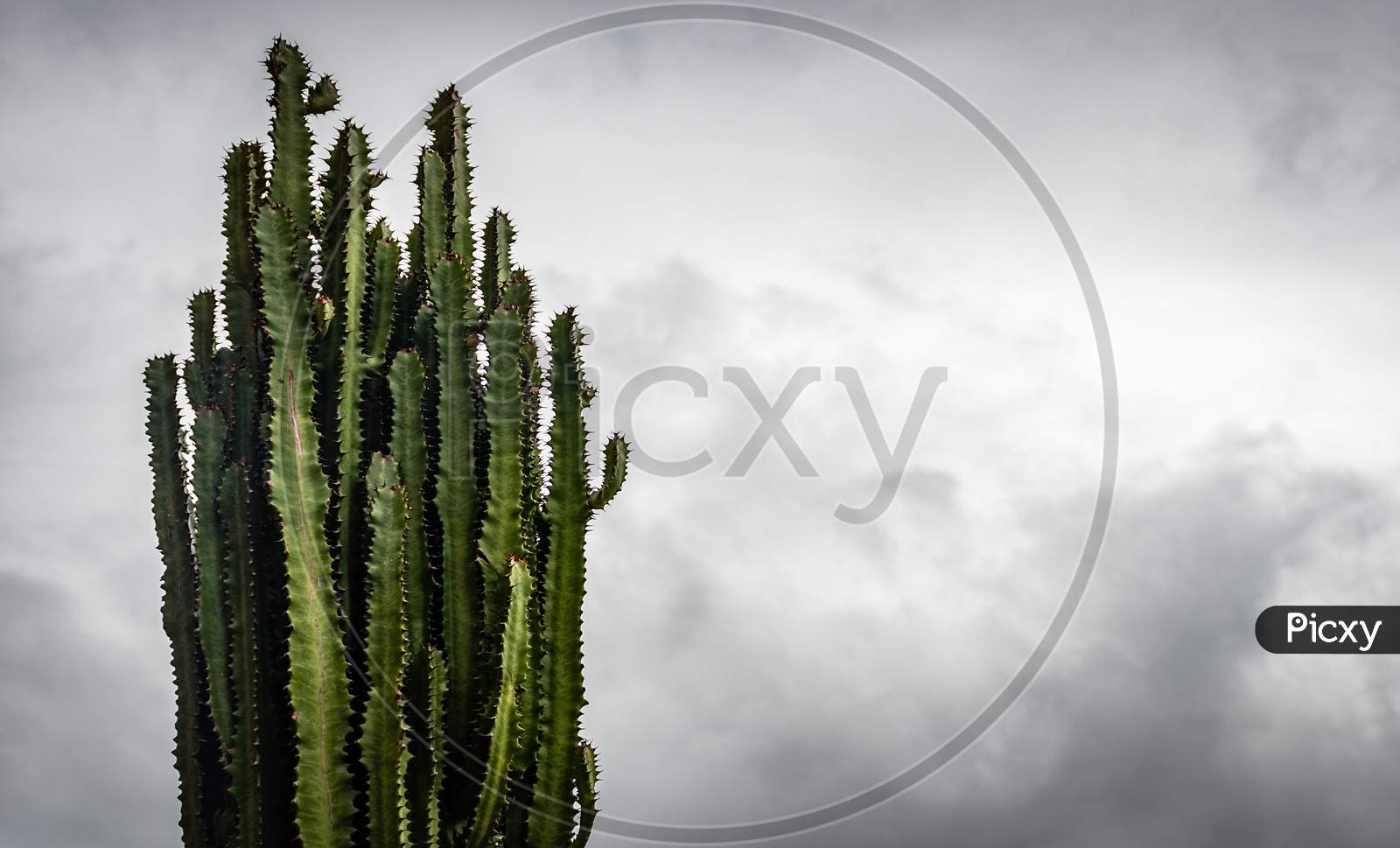 Cactus Tree With White Sky Background