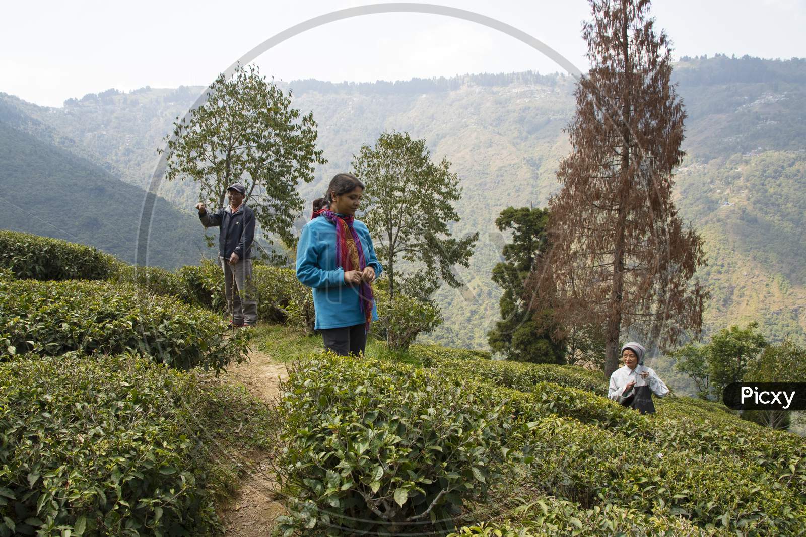 Workers at Tea Garden pick tea leaf