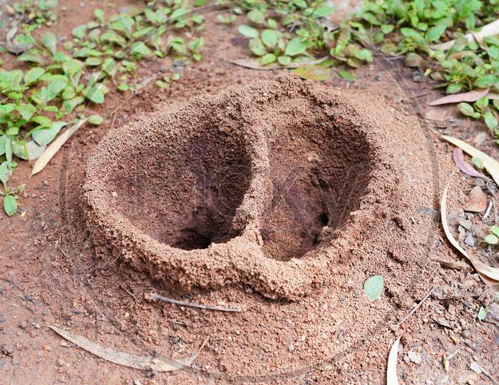 Ant Nest At The Ground