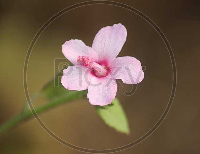 Urena Lobata Flower